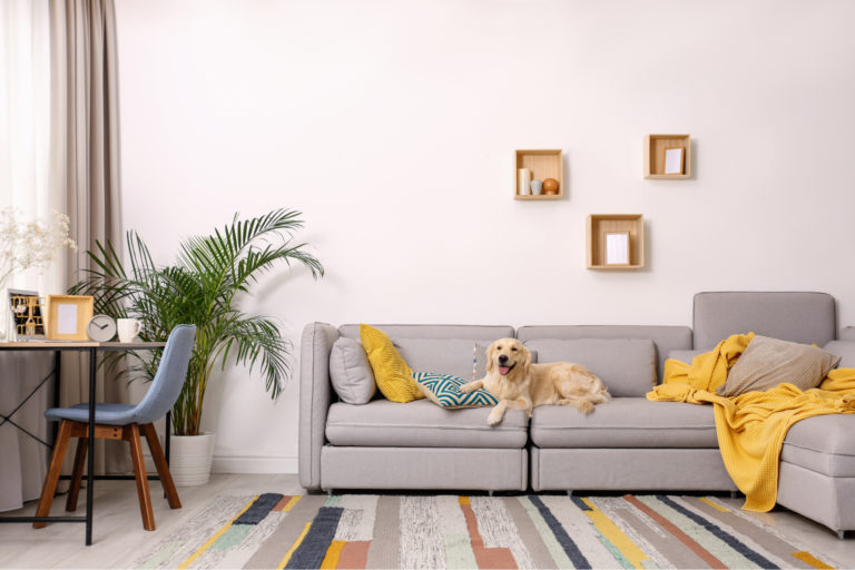 Living room with a dog on the couch and a bright striped statement rug